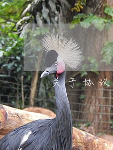 关于协议离婚法律知识 关于协议离婚法律知识