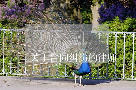 关于合同纠纷的律师 关于合同纠纷的律师