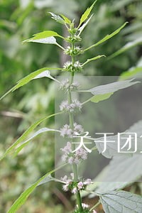 关于团贷网逾期催还公告 关于团贷网逾期催还公告