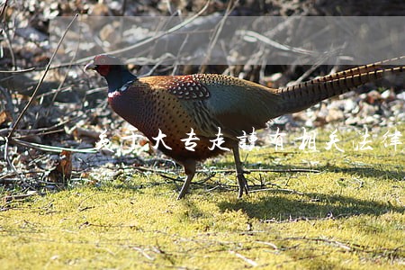 关于大专走读有相关法律规定么 关于大专走读有相关法律规定么