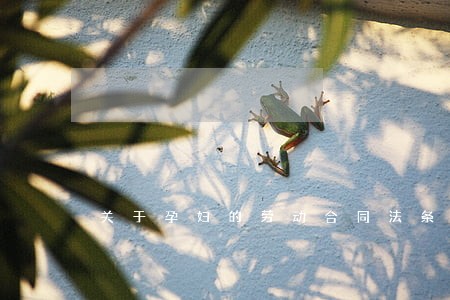 关于孕妇的劳动合同法条例 关于孕妇的劳动合同法条例