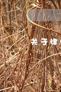关于律师的结婚誓言 关于律师的结婚誓言