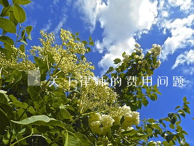关于律师的费用问题 关于律师的费用问题