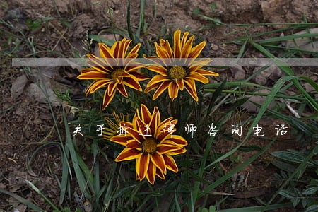 关于拆迁律师咨询电话