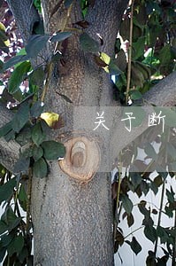 关于断决养子女法律关系的规定 关于断决养子女法律关系的规定