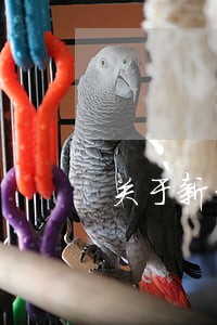 关于新型冠状病毒信用卡逾期 关于新型冠状病毒信用卡逾期