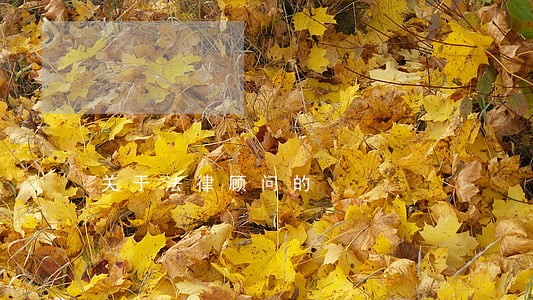关于法律顾问的 关于法律顾问的