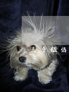 关于短信群发公司的法律保护范围 关于短信群发公司的法律保护范围