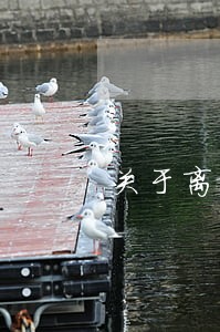 关于离婚案件的法律咨询
