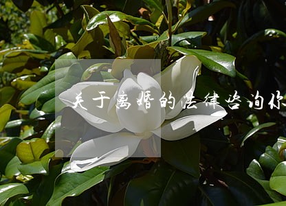 关于离婚的法律咨询你好