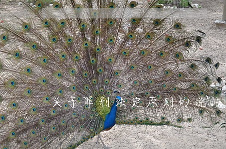 关于罪刑法定原则的说法 关于罪刑法定原则的说法