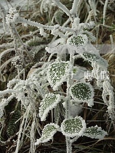 关于虚假租赁的法院规定 关于虚假租赁的法院规定