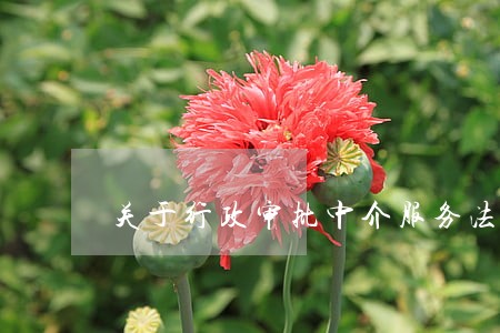 关于行政审批中介服务法规