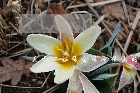关于诉讼保全保险保函的规定 关于诉讼保全保险保函的规定