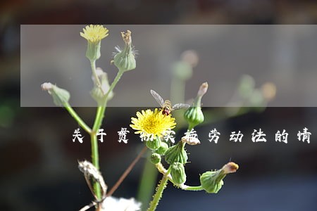 关于贯彻实施劳动法的情况汇报 关于贯彻实施劳动法的情况汇报