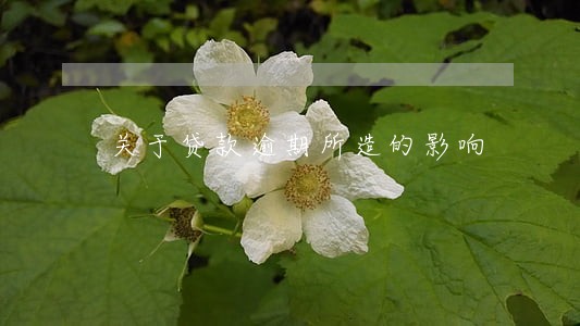 关于贷款逾期所造的影响 关于贷款逾期所造的影响
