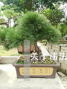 关于违法的建筑物强制拆除 关于违法的建筑物强制拆除