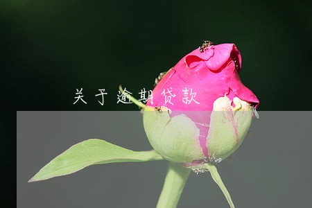 关于逾期贷款 关于逾期贷款