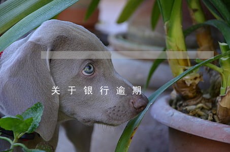 关于银行逾期 关于银行逾期