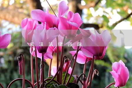 关注法律咨询 关注法律咨询