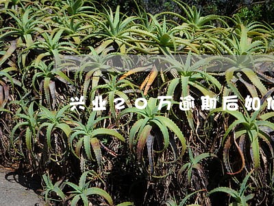 兴业20万逾期后如何协商 兴业20万逾期后如何协商