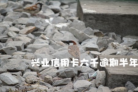 兴业信用卡六千逾期半年 兴业信用卡六千逾期半年
