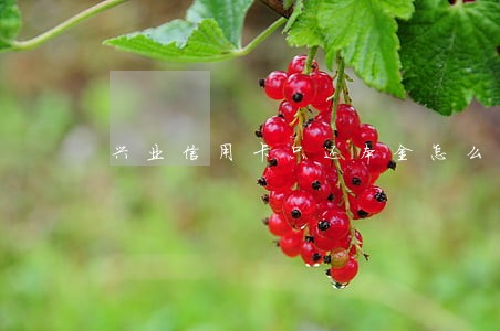 兴业信用卡只还本金怎么说 兴业信用卡只还本金怎么说