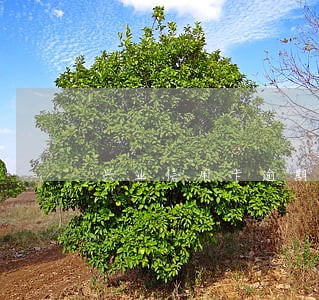 兴业信用卡逾期20天怎么办 兴业信用卡逾期20天怎么办