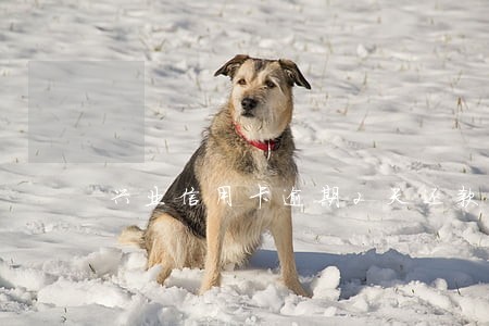 兴业信用卡逾期2天还款 兴业信用卡逾期2天还款