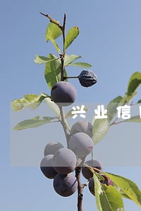 兴业信用卡逾期8000 兴业信用卡逾期8000