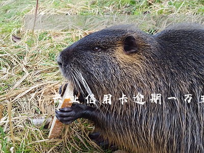 兴业信用卡逾期一万五催收方 兴业信用卡逾期一万五催收方