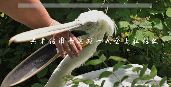 兴业信用卡逾期一天会上征信么 兴业信用卡逾期一天会上征信么