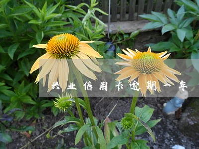 兴业信用卡逾期一年 兴业信用卡逾期一年