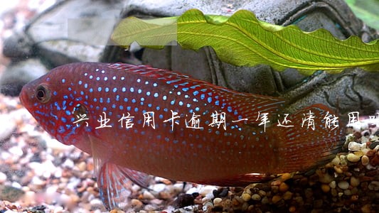 兴业信用卡逾期一年还清能用吗 兴业信用卡逾期一年还清能用吗