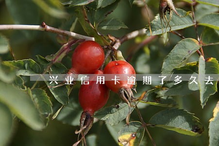 兴业信用卡逾期了多久去家里 兴业信用卡逾期了多久去家里