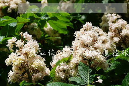 兴业信用卡逾期停息挂账 兴业信用卡逾期停息挂账