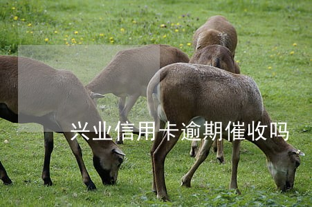 兴业信用卡逾期催收吗 兴业信用卡逾期催收吗