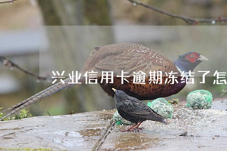 兴业信用卡逾期冻结了怎么办 兴业信用卡逾期冻结了怎么办
