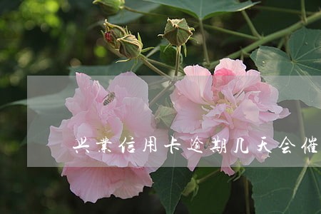 兴业信用卡逾期几天会催款 兴业信用卡逾期几天会催款