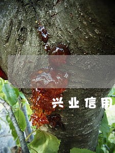 兴业信用卡逾期半年卡号消失了 兴业信用卡逾期半年卡号消失了