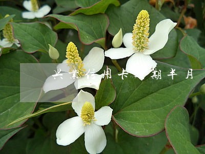 兴业信用卡逾期半月 兴业信用卡逾期半月