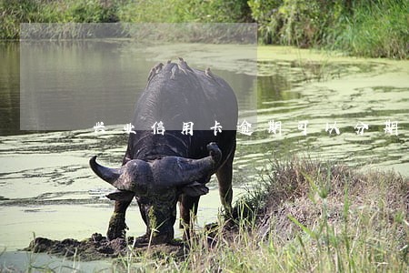 兴业信用卡逾期可以分期吗 兴业信用卡逾期可以分期吗