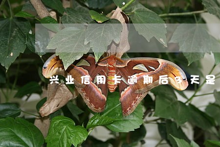 兴业信用卡逾期后3天是怎么算的