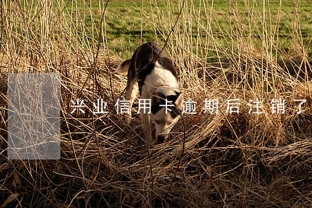 兴业信用卡逾期后注销了 兴业信用卡逾期后注销了