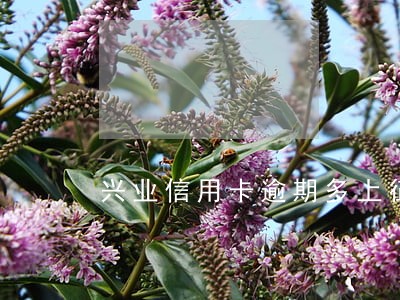 兴业信用卡逾期多上征信 兴业信用卡逾期多上征信