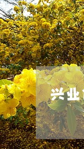 兴业信用卡逾期多少天会打通讯录 兴业信用卡逾期多少天会打通讯录