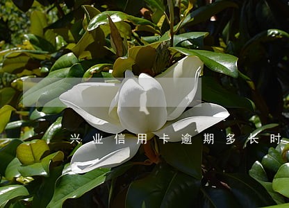 兴业信用卡逾期多长时间上征信