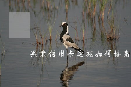 兴业信用卡逾期如何协商分期