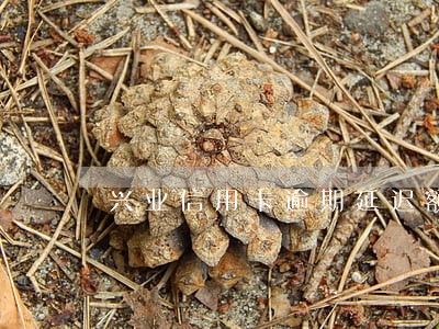 兴业信用卡逾期延迟额度恢复 兴业信用卡逾期延迟额度恢复