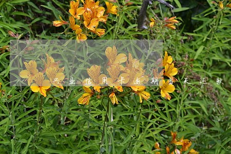 兴业信用卡逾期当天还款怎么样